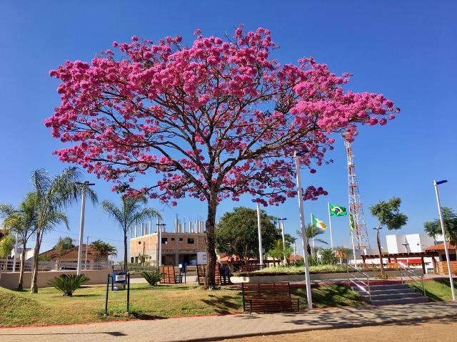 IPÊ ROXO NA PRAÇA 19 DE AGOSTO - FOTO MURILO BASTOS